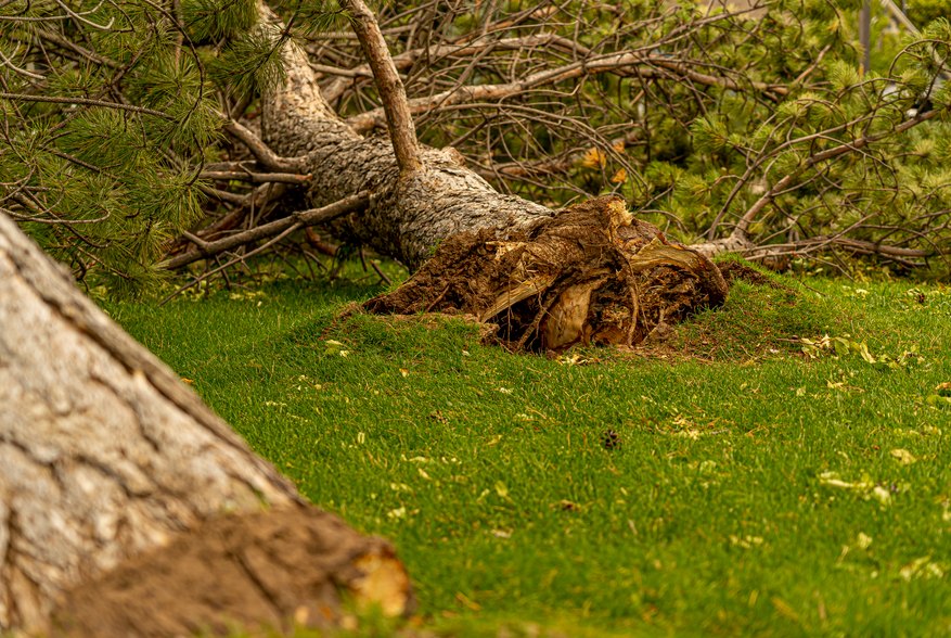 Emergency Tree Care in Hanford