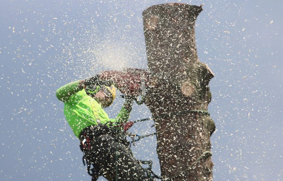 Tree Service in Hanford